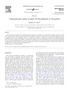 Transcriptional control of glial cell development in Drosophila
