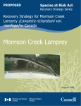 Recovery Strategy for Morrison Creek Lamprey (Lampetra