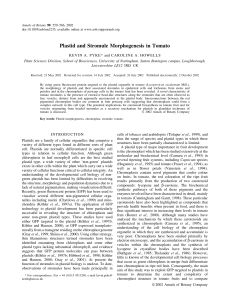 Plastid and Stromule Morphogenesis in Tomato