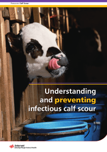 Understanding and preventing infectious calf scour