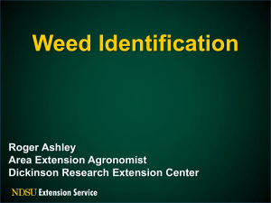 Noxious Weed Identification