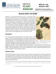 Black Spot of Rose - Integrated Pest Management