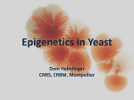 Epigenetics in Yeast
