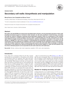 Secondary cell walls: biosynthesis and