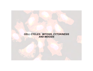 CELL CYCLES: MITOSIS, CYTOKINESIS AND MEIOSIS