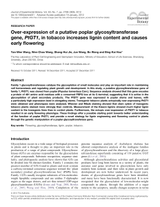 Over-expression of a putative poplar glycosyltransferase gene