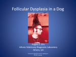 Follicular Dysplasia in a Dog