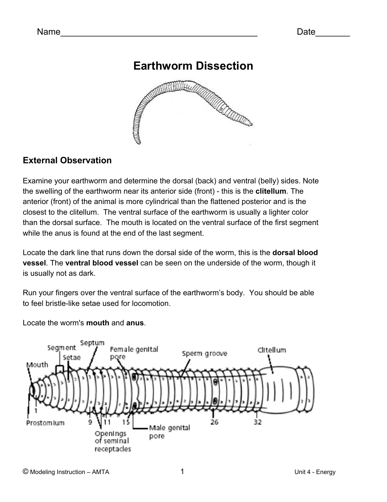 earthworm anatomy worksheets