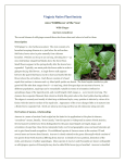 Asarum canadense - Virginia Native Plant Society