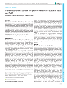 Plant mitochondria contain the protein translocase subunits TatB