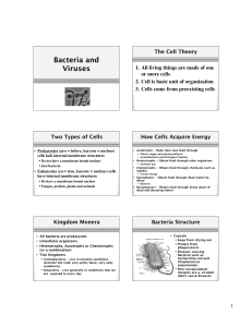 Bacteria and Viruses