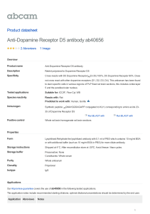 Anti-Dopamine Receptor D5 antibody