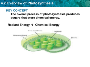 4.2 Overview of Photosynthesis