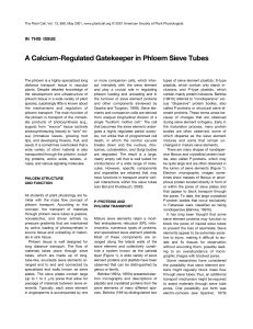 A Calcium-Regulated Gatekeeper in Phloem Sieve Tubes