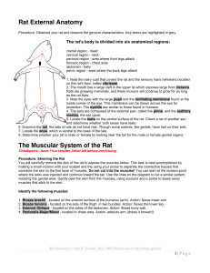 Rat External Anatomy The Muscular System of the Rat
