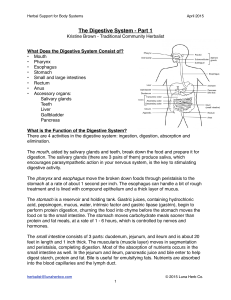 The Digestive System - Part 1