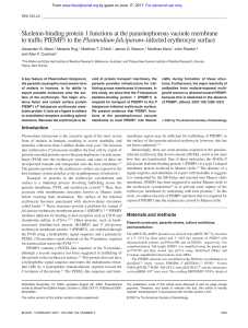 Skeleton-binding protein 1 functions at the