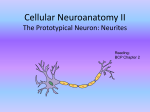 Cellular Neuroanatomy II