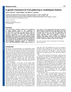 A genetic framework for fruit patterning in