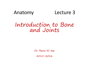 Anatomy Lecture 3