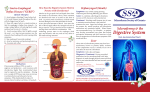 Digestive System - Scleroderma Society Of Ontario