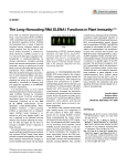 The Long Non-coding RNA ELENA1 Functions in