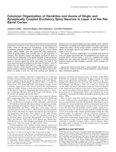 Columnar Organization of Dendrites and Axons of Single and