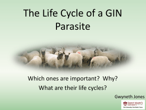 The Life Cycle of a GIN Parasite
