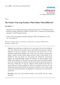 The Foamy Virus Gag Proteins: What Makes Them Different?