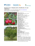Barbados Cherry - Lee County Extension