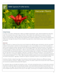 Vascular Plants