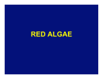 RED ALGAE