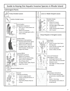 RIDEM Guide to Keying Out Plants