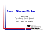 Peanut Disease Photos - Extension Plant Pathology