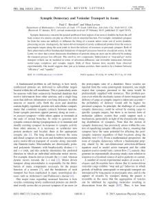 Synaptic Democracy and Vesicular Transport in Axons