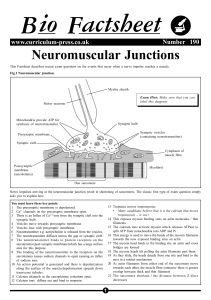 Neuromuscular junctions