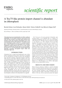 A Toc75-like protein import channel is abundant in chloroplasts