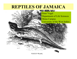 reptiles of jamaica - the Jamaica Protected Areas Trust