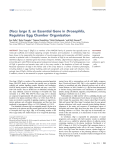 Discs large 5, an Essential Gene in Drosophila, Regulates Egg
