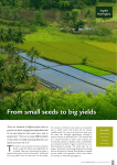 From small seeds to big yields