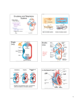 Circulatory and Respiratory Systems Single Loop Double Loop