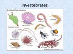 Lecture 7b Invertebrates: Sponges, Cnidaria, Flatworms, Nematodes