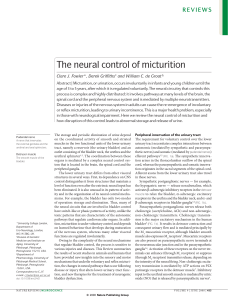 The neural control of micturition