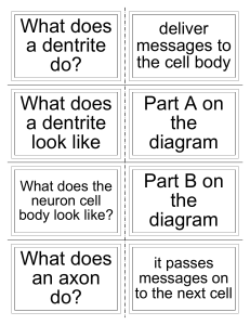 Nervous System Part I Flashcards