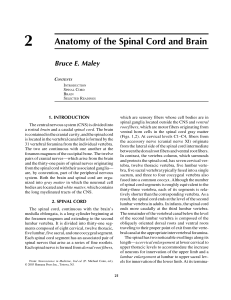 Anatomy of the Spinal Cord and Brain