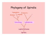 Phylogeny of Spiralia