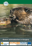 Beaver reintroduction in Hungary