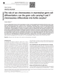 The role of sex chromosomes in mammalian germ cell differentiation