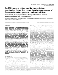DmTTF, a novel mitochondrial transcription termination factor that