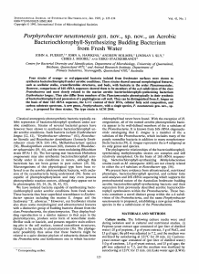 Bacteriochlorophyll-Synthesizing Budding Bacterium